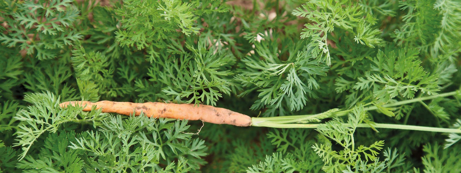 British Organic Carrots Recipes and Facts